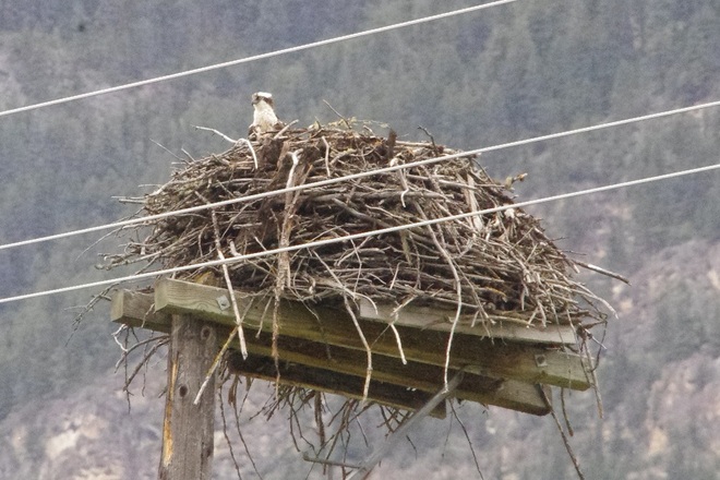 Osprey nesting Golden, British Columbia Canada