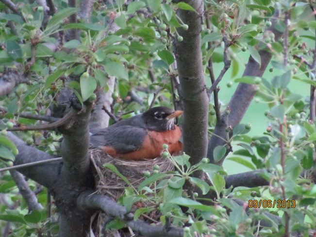 Robin in the nest Aurora, Ontario Canada