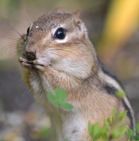 Chipmunk eating some seads!!! Cantley, Quebec Canada