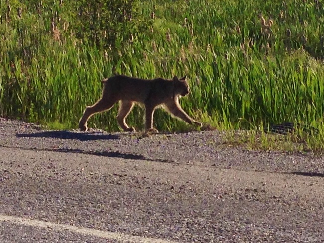 Lynx Verner, Ontario Canada