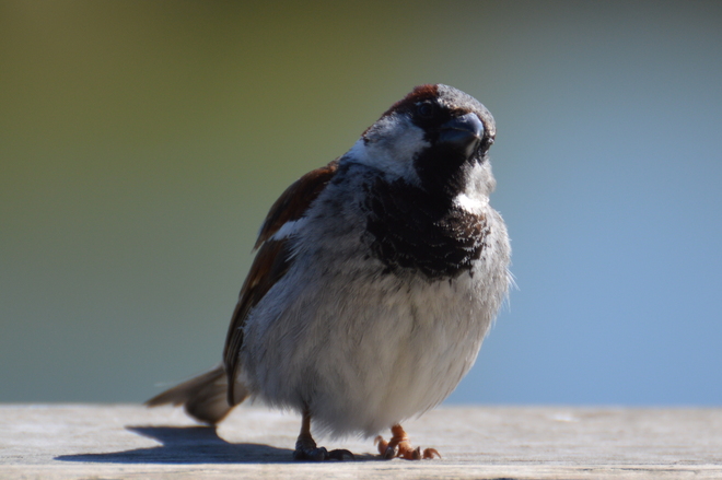 House Sparrow Delta, British Columbia Canada