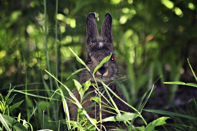 Mr. Rabbit Bridgewater, Nova Scotia Canada