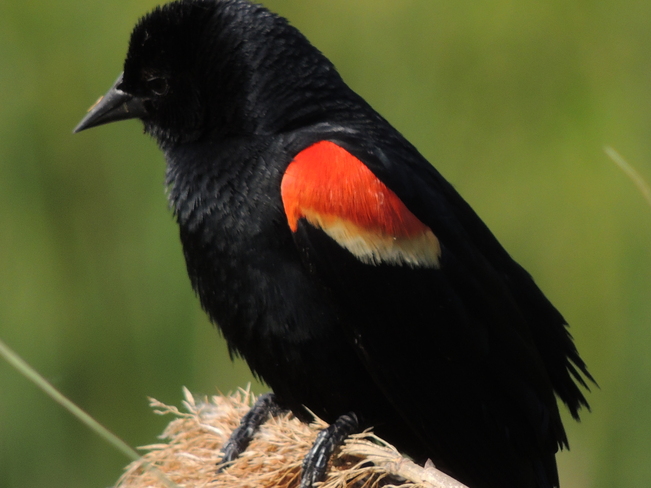 Red Winged Blackbird Toronto, Ontario Canada