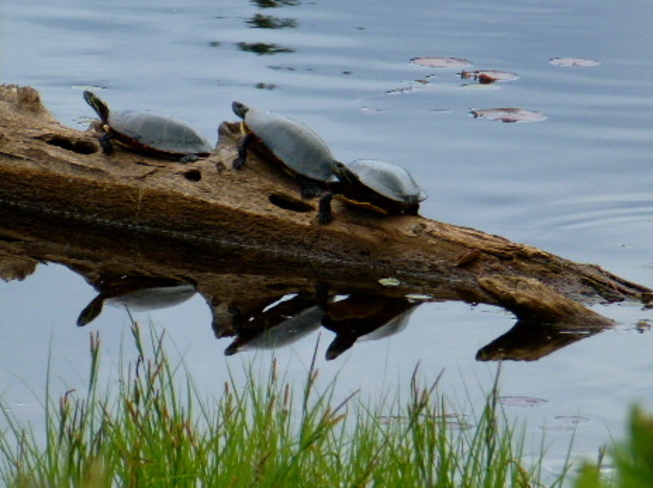 Turtle Sightseeing Capreol, Ontario Canada