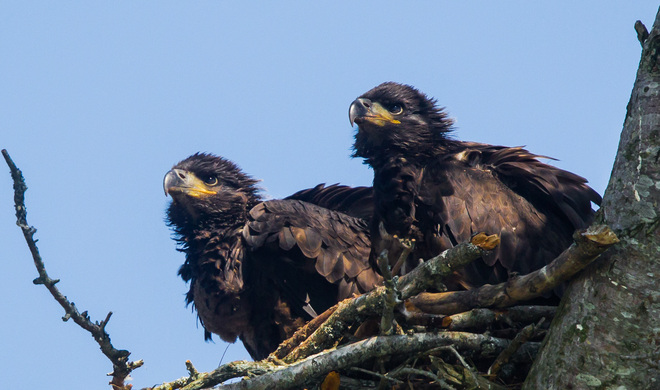 A Pair of Baby Eagles Wallace, Nova Scotia Canada