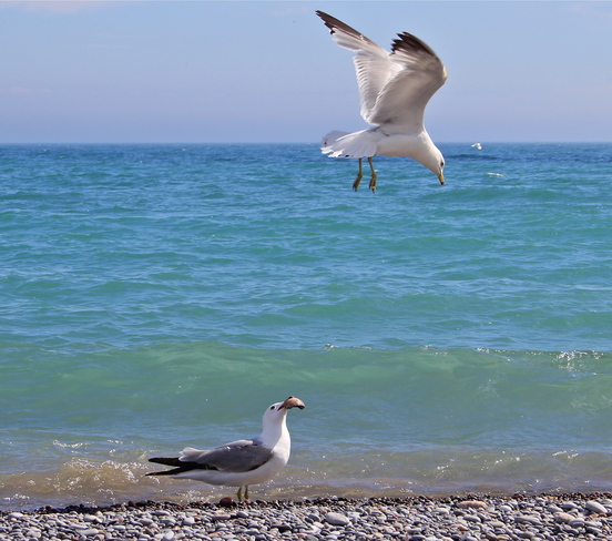 seagulls, Lake Ontario Port Hope, Ontario Canada