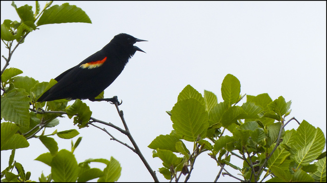 Sherriff Creek, annoyed blackbird. Elliot Lake, Ontario Canada
