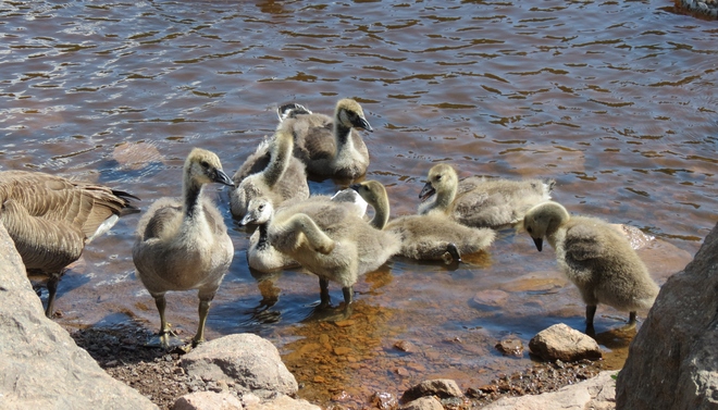 Growing Goslings Moncton, New Brunswick Canada