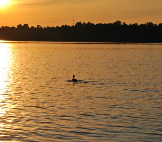 Lone Duck in Sunset Picton, Ontario Canada