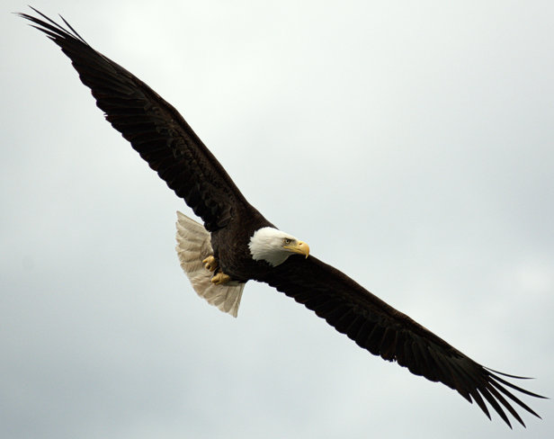 Cates Park Bald Eagle North Vancouver, British Columbia Canada
