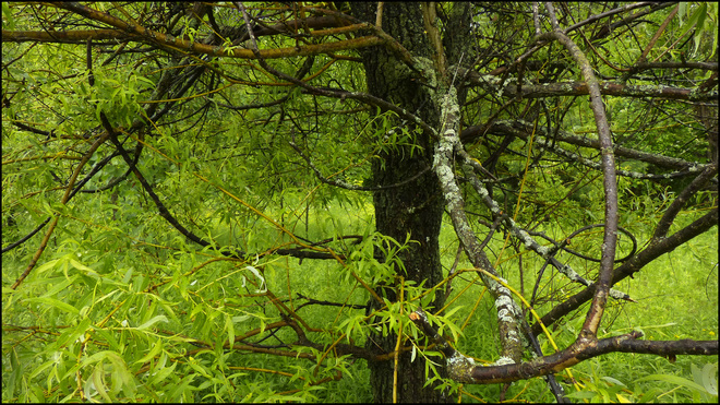 Near esten Rd., a wet tree with curvy branches. Elliot Lake, Ontario Canada