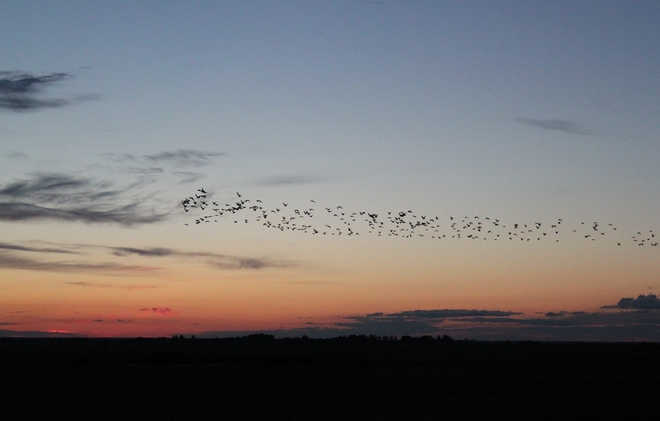 birds at sunset Vanscoy, Saskatchewan Canada