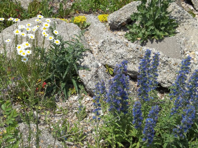Rock pile wildflowers Sarnia, Ontario Canada