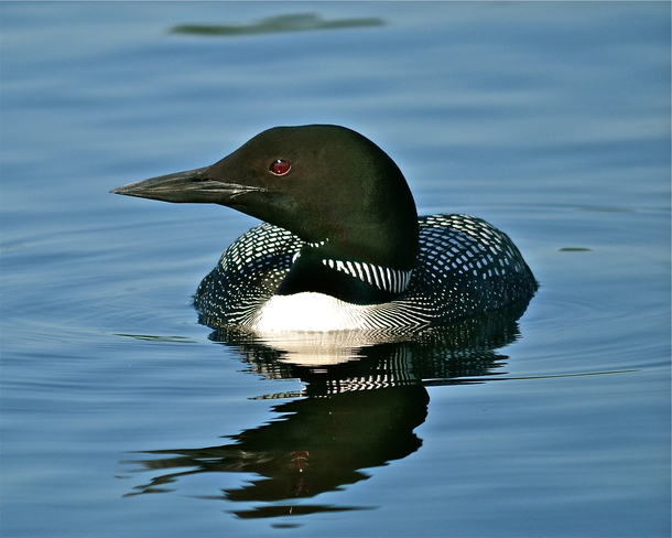 Loon on Christie lake Perth, Ontario Canada
