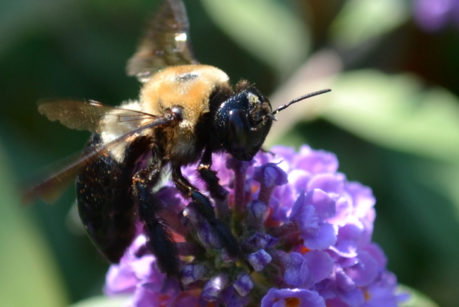 Busy bee Burlington, Ontario Canada