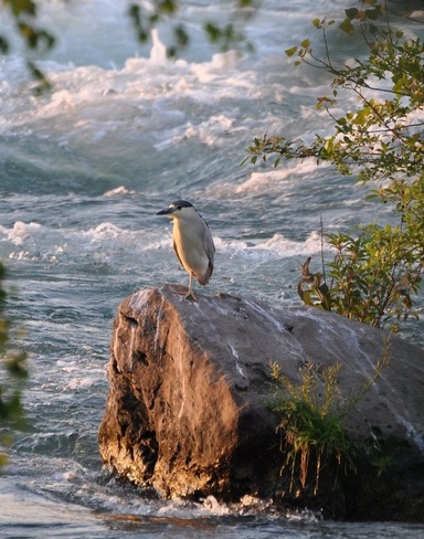 Night-Crown Heron Niagara Falls, Ontario Canada