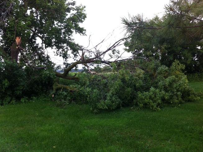 broken tree Crysler, Ontario Canada