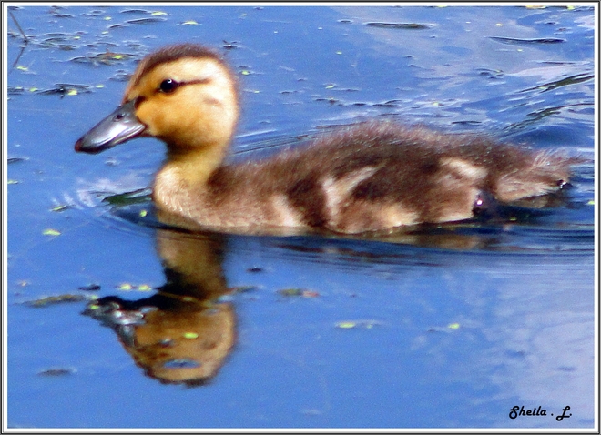 Baby Duckling Swimming In The Sunshine Canning, Nova Scotia Canada