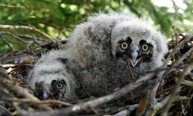 LOng Eared Owl Chicks Olds, Alberta Canada