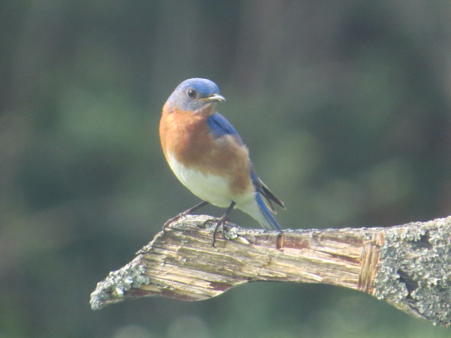 enjoying our bluebirds Rutherglen, Ontario Canada