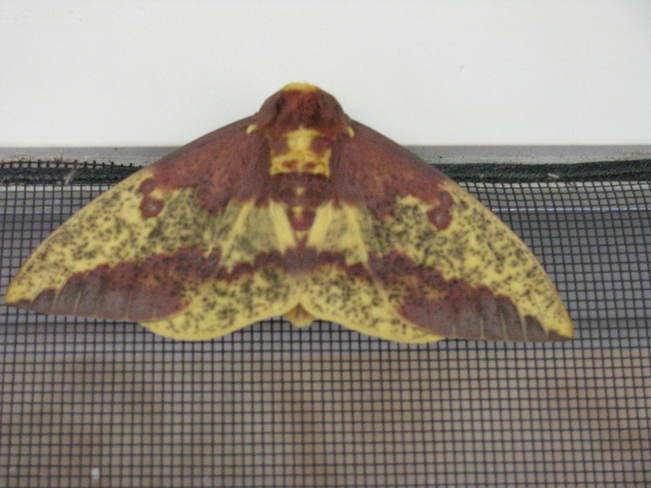 Beautiful Moth Nobel, Ontario Canada