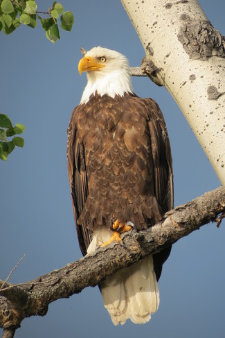 Eagle watching us Forest Grove, British Columbia Canada