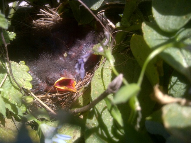 baby birds in my flower pot Portage La Prairie, Manitoba Canada