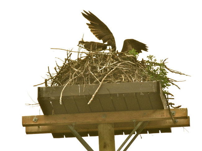 Hwy. 57 Osprey Nest is UP again. Caesarea, Ontario Canada
