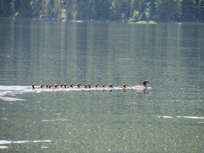 Busy Loon Mom Cherryville, British Columbia Canada
