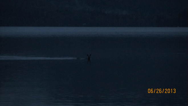 Moose swimming across lake Cherryville, British Columbia Canada