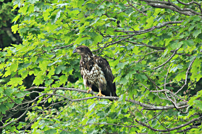 Juvenile bald eagle Saint George, New Brunswick Canada