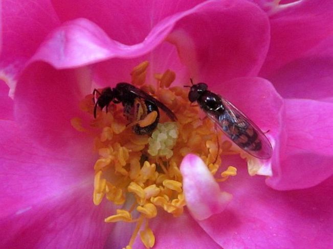 Cutter Bees and Roses Slocan, British Columbia Canada