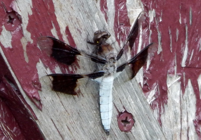 Dragonfly Beauty Arthur, Ontario Canada