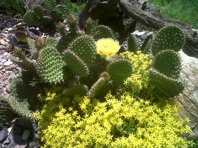 Bloomimg cactus Morden, Manitoba Canada