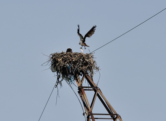 Osprey nest Hamilton, Ontario Canada