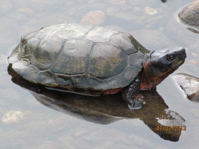Wood Turtle McNamee, New Brunswick Canada