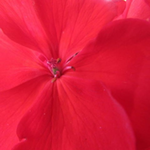 Red geranium Fredericton, New Brunswick Canada