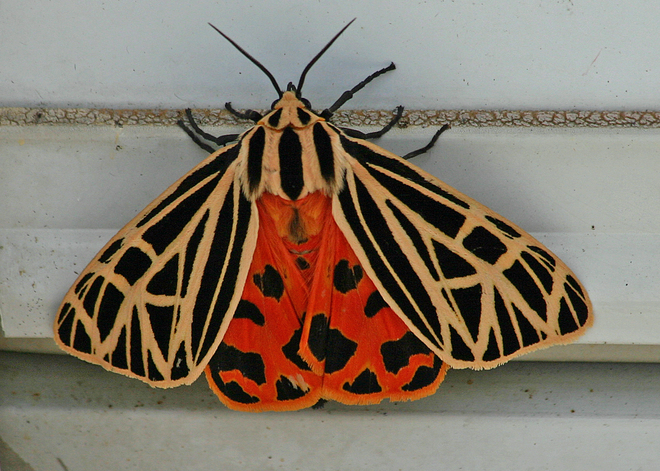 Virgin Tiger Moth Kingston, Ontario Canada