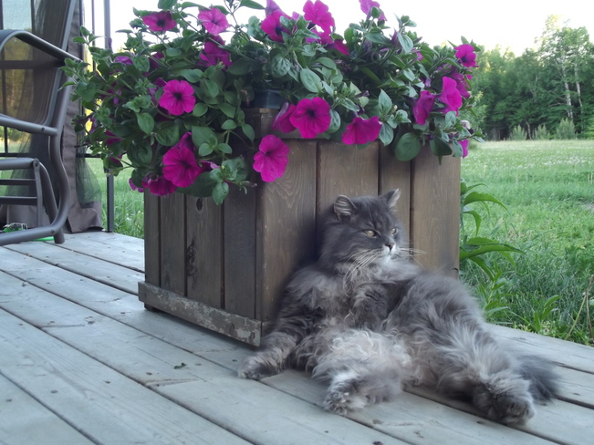 Relaxed cat :) New Mills, New Brunswick Canada
