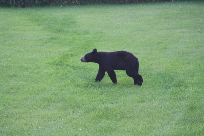 Bear Scotch Corners, Ontario Canada