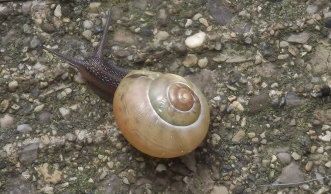 mr snail Seaforth, Ontario Canada