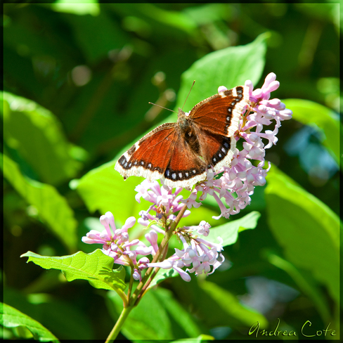 Butterflies and Lilacs Meadow Lake, Saskatchewan Canada