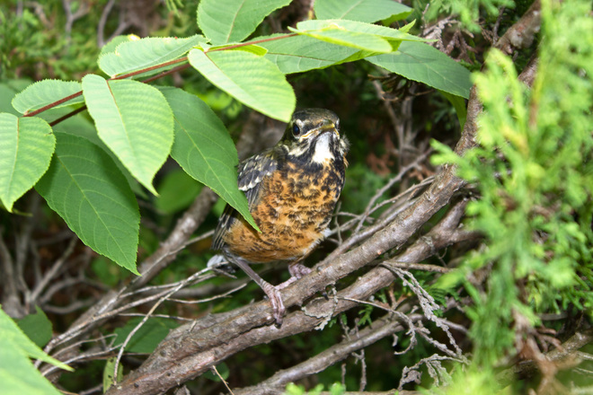 little robin Tweed, Ontario Canada