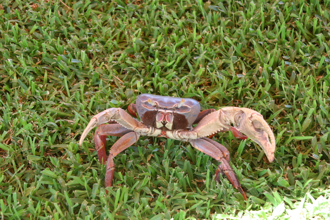 Blue Land Crab Mazatlan, Sinaloa Mexico