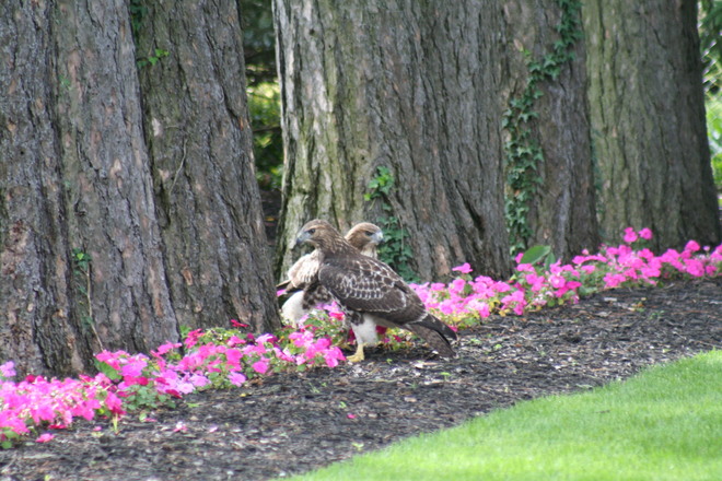 Red Tail Hawk pic taken from patio Oakville, Ontario Canada