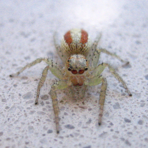 spider Midland, Ontario Canada