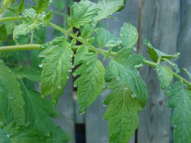 Dew drops on my tomato plants Orleans, Ontario Canada