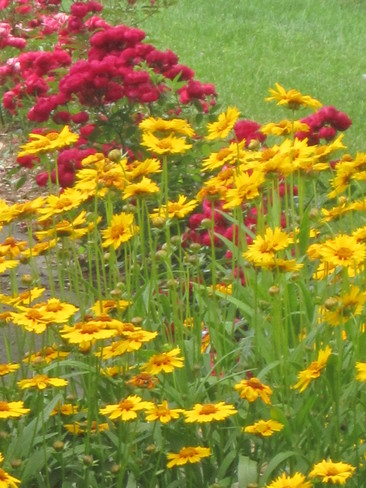Coreopsis and mini roses Lincoln, Ontario Canada