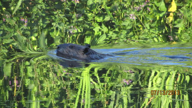 Early morning beaver 