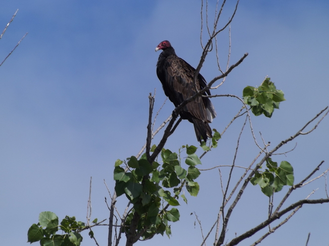 Turkey Vultures Wainfleet, Ontario Canada